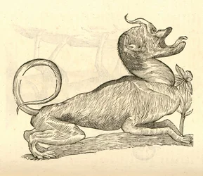 illustration af Canis monstroso capite fra Aldrovandis History of Monsters, 1642