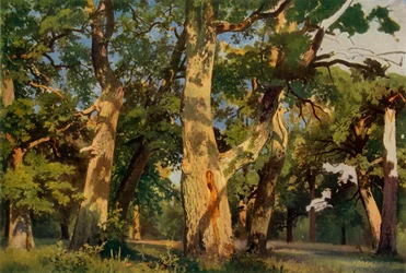 Egetræer ved Eventide, 1887, 1965.