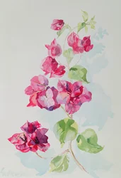 nr. 2 Bougainvillea Red (wc)