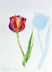 Tulip, 1998 (wc på papir) (se også 124446 & 124447)