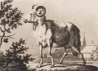 En vædder