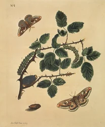 Sommerfugle, larver og planter: Plate 1, af J.Dutfield