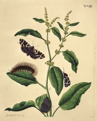 Sommerfugle, larver og planter: Plate VIII af J. Dutfield