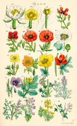Side med farveillustrationer fra British Wild Flowers efter et værk af J. E. Sowerby og C. P. Johnson