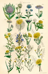 Side med farveillustrationer fra British Wild Flowers efter et værk af J. E. Sowerby og C. P. Johnson