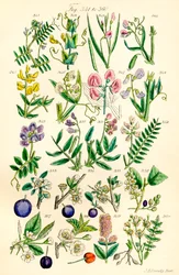 Side med farveillustrationer fra British Wild Flowers efter et værk af J. E. Sowerby og C. P. Johnson