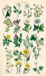 Side med farveillustrationer fra British Wild Flowers efter et værk af J. E. Sowerby og C. P. Johnson