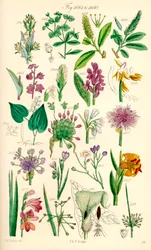 Side med farveillustrationer fra British Wild Flowers efter et værk af J. E. Sowerby og C. P. Johnson