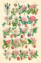 Side med farveillustrationer fra British Wild Flowers efter et værk af J. E. Sowerby og C. P. Johnson