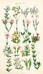 Side med farveillustrationer fra British Wild Flowers efter et værk af J. E. Sowerby og C. P. Johnson