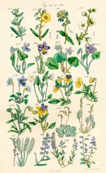 Side med farveillustrationer fra British Wild Flowers efter et værk af J. E. Sowerby og C. P. Johnson