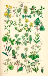 Side med farveillustrationer fra British Wild Flowers efter et værk af J. E. Sowerby og C. P. Johnson