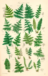 Side med farveillustrationer fra British Wild Flowers efter et værk af J. E. Sowerby og C. P. Johnson