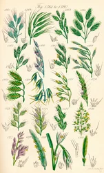 Side med farveillustrationer fra British Wild Flowers efter et værk af J. E. Sowerby og C. P. Johnson