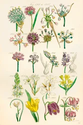 Side med farveillustrationer fra British Wild Flowers efter et værk af J. E. Sowerby og C. P. Johnson