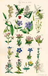 Side med farveillustrationer fra British Wild Flowers efter et værk af J. E. Sowerby og C. P. Johnson