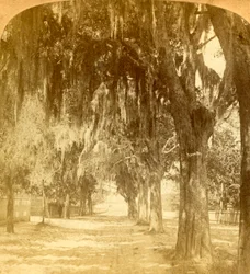 Indgang til St. Augustine, Florida, U.S.A., 1901.