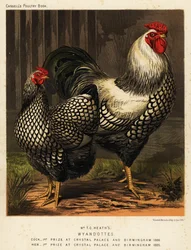 Amerikanske wyandottehøns, efter J. W. Ludlow