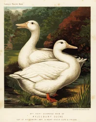 Aylesbury ænder