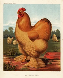 Gul kochinhane