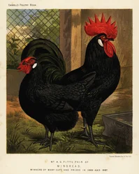 Minorcahøns, hane og høne, Gallus gallus domesticus