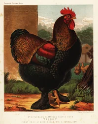 Agerhønefarvet cochinhane