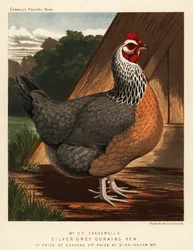 Sølvgrå Dorkinghøne