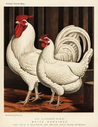 Hvid Dorking høns