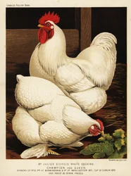 Hvid cochinhane og -høne