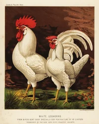 Hvid leghorn- eller livornohane og -høne
