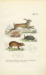 Agouti, hare og kanin