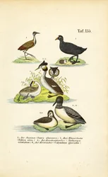 Vandfugle med Jacana, blishøne, toppet lappedykker og lomvie