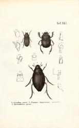Biller af familierne Scarabaeidae og Hydrophilidae med anatomiske detaljer