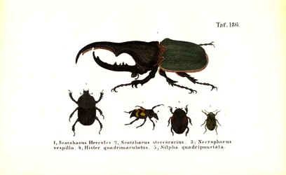 Biller af familierne Scarabaeidae og Silphidae