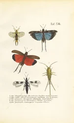 Blåvinget græshoppe, rødvinget græshoppe og andre insekter