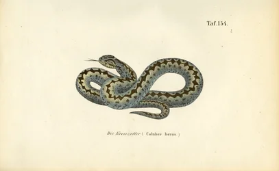 Fælles europæisk adder