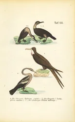 Skarv, fregatfugl og anhinga