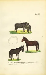Tamæsler, muldyr og muler