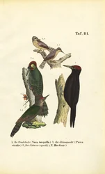 Vendehals, grønspætte og sortspætte