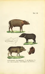 Eksotiske grisearter: Babirusa, halsbåndspekkarie og hvidlæbet pekkarie