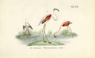 Flamingoer i vådområde