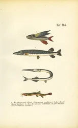 Flyvefisk, gedde og loach