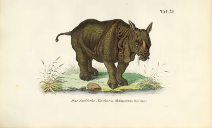 Indisk næsehorn