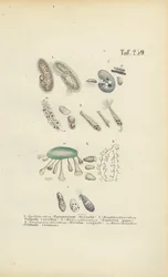 Infusorier: Paramecium, Stentor og andre ciliater
