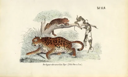 Jaguar og aber