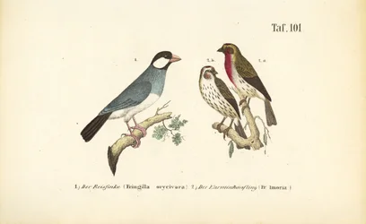 Jernspurv og rosenfinke