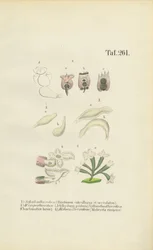 Mikroskopiske hjuldyr: Brachionus, Ichthyidium, Chaetonotus og Melicerta