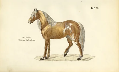 Ædel hest