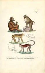Aber i den gamle verden: Orangutang, makak, abe og bavian