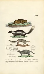 Odder, skunk, ichneumon og civet med illustrationer af kranier